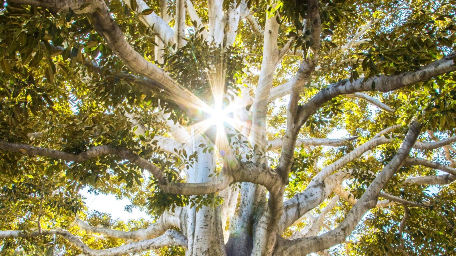 Sunlight through the branches of a large old tree